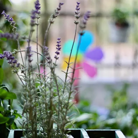 Διαμέρισμα Popis Maison *